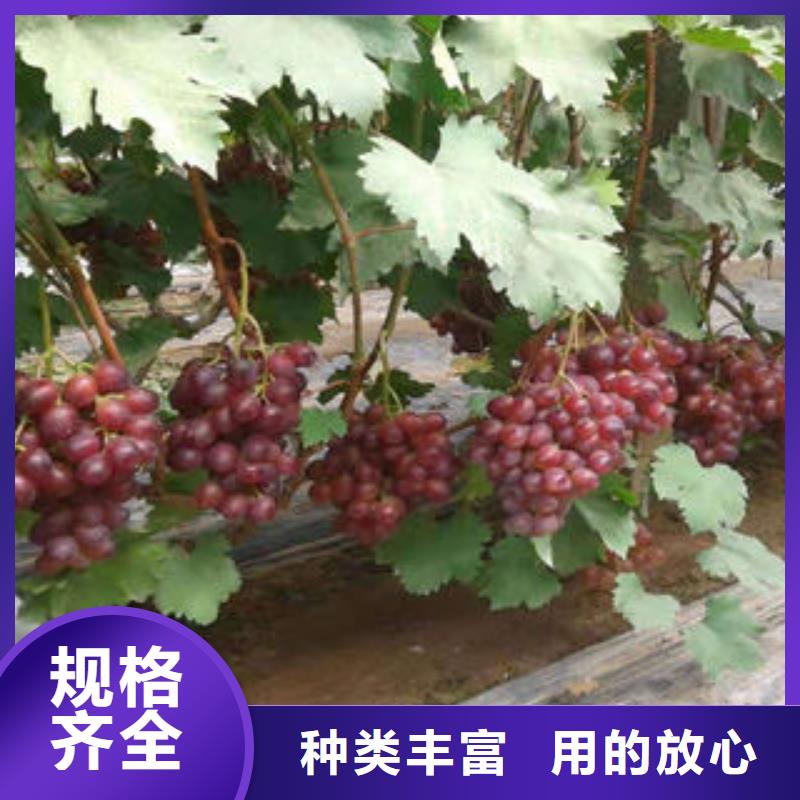 葡萄苗精工打造