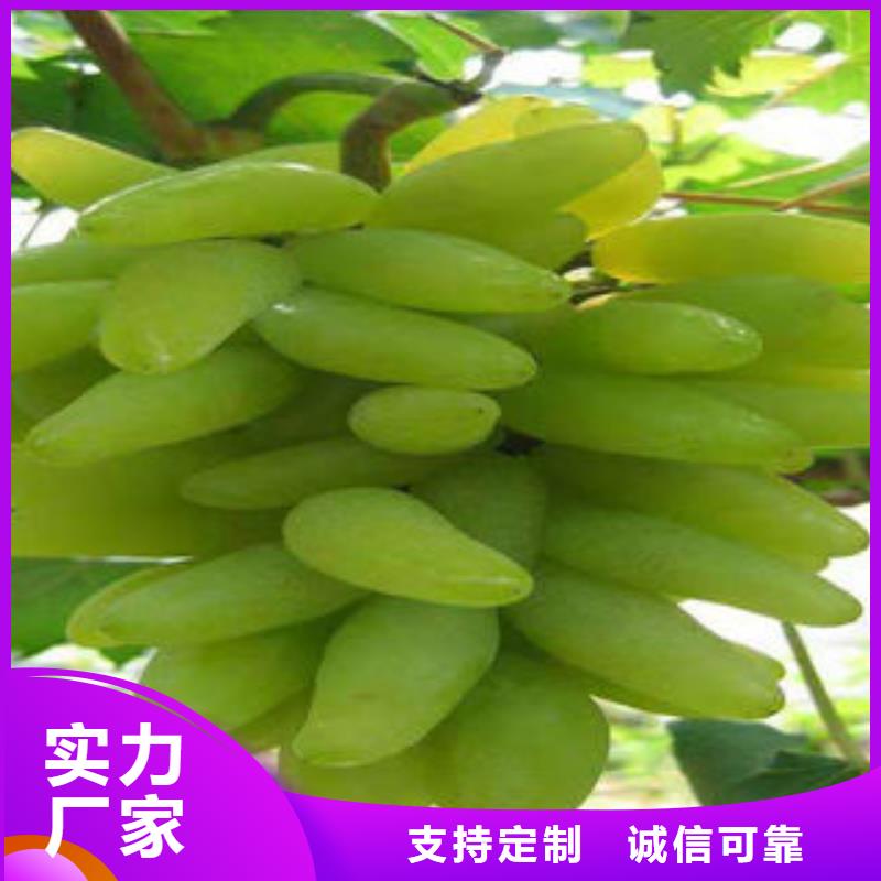 葡萄苗梨树苗快捷的物流配送
