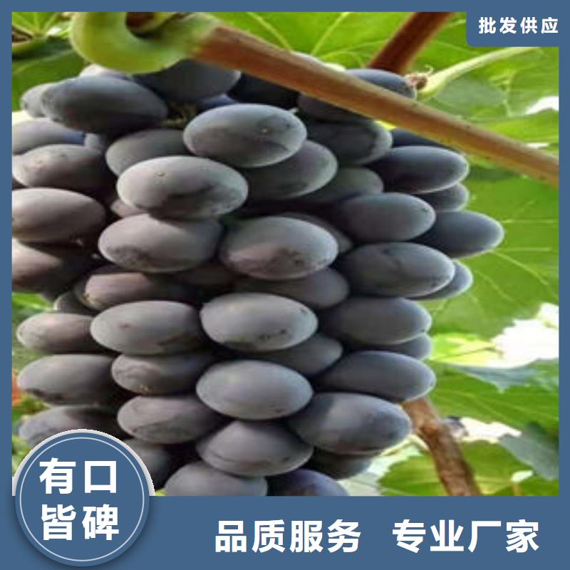 葡萄苗梨树苗快捷的物流配送
