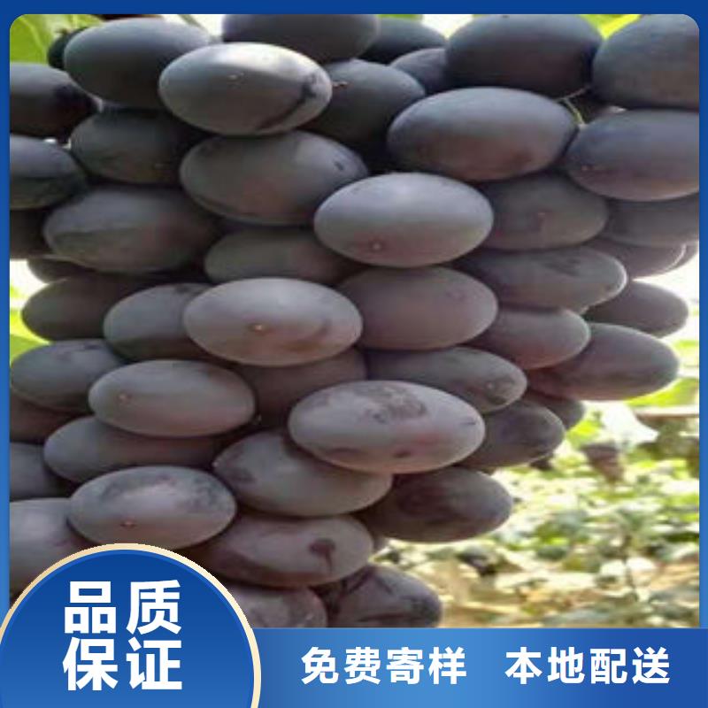 葡萄苗桃树苗工厂直营