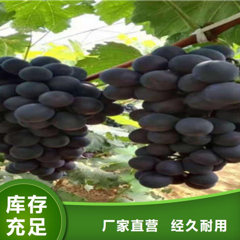 葡萄苗【桃树苗】诚信经营现货现发