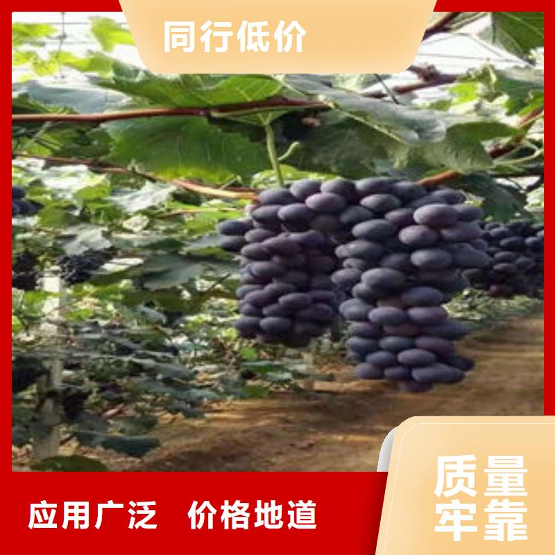 葡萄苗【桃树苗】诚信经营现货现发