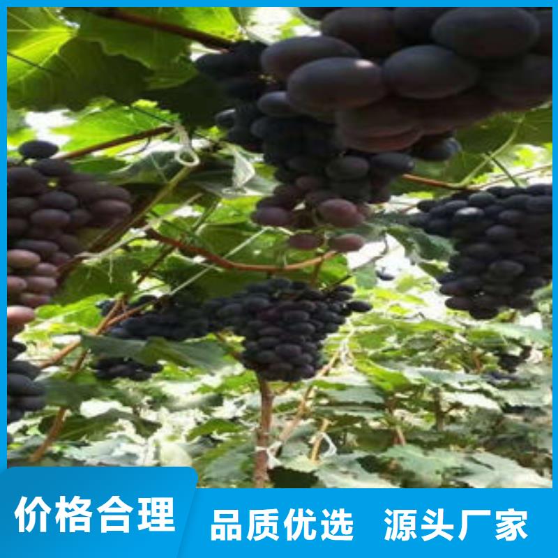 葡萄苗花椒苗质量安全可靠