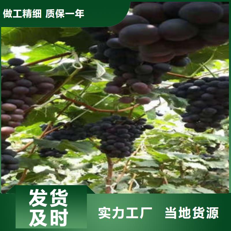 葡萄苗梨树苗快捷的物流配送