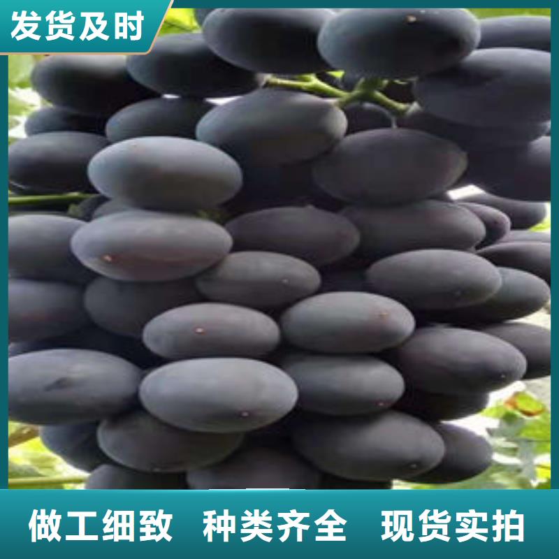葡萄苗【桃树苗】诚信经营现货现发