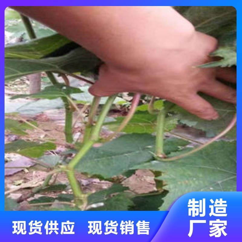 葡萄苗桃树苗可放心采购