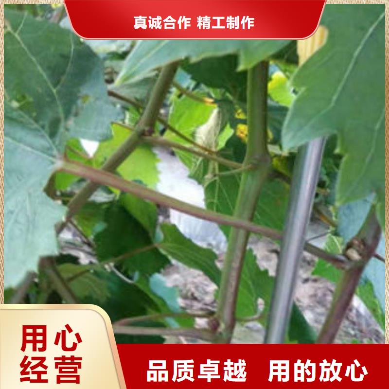 葡萄苗梨树苗快捷的物流配送