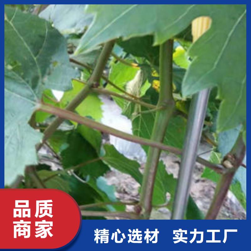葡萄苗精工打造