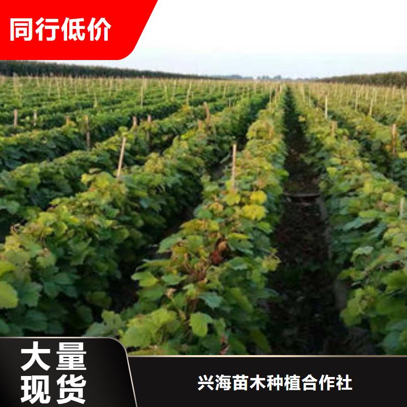 葡萄苗精工打造