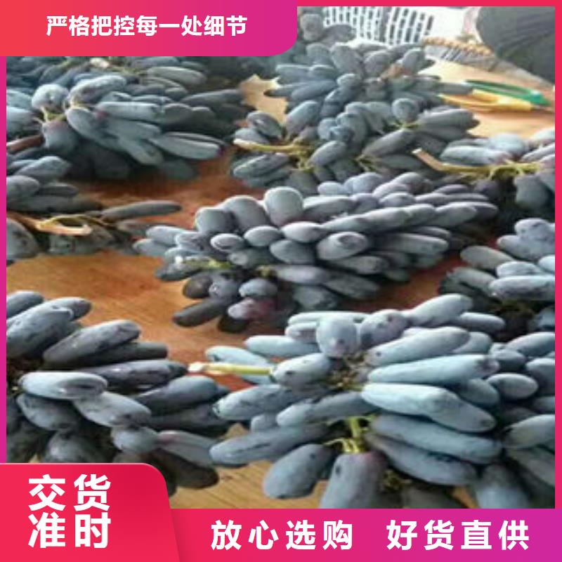 葡萄苗梨树苗快捷的物流配送