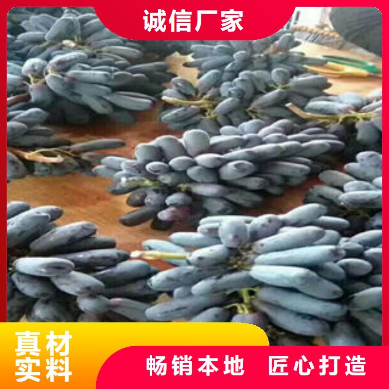葡萄苗精工打造