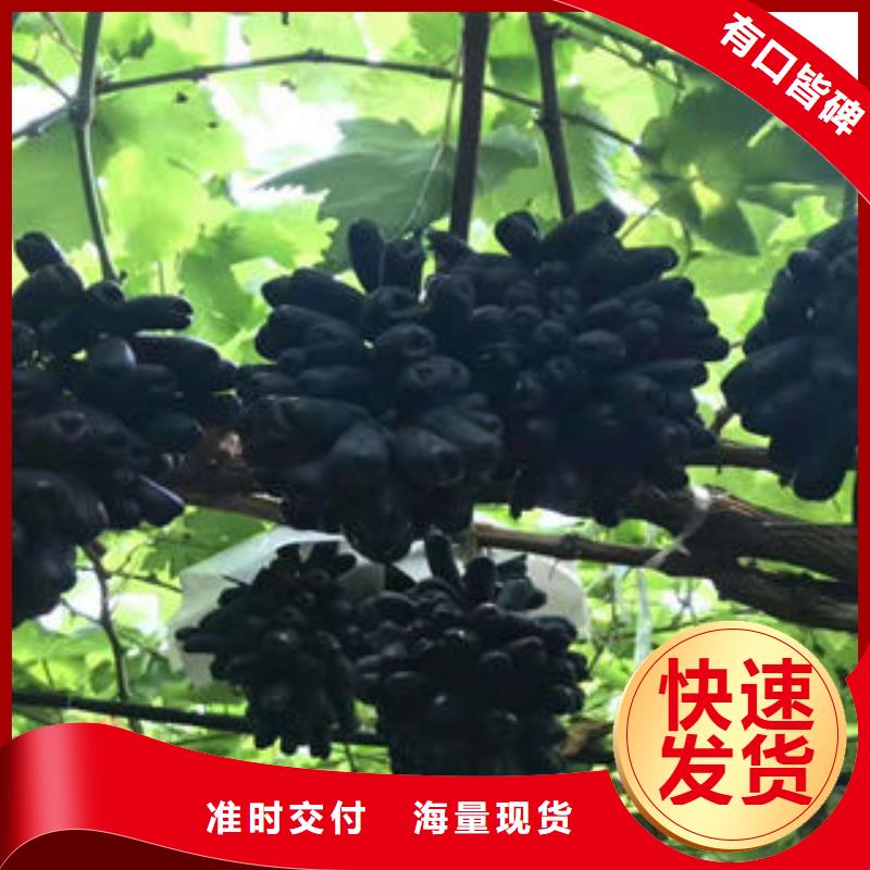葡萄苗精工打造