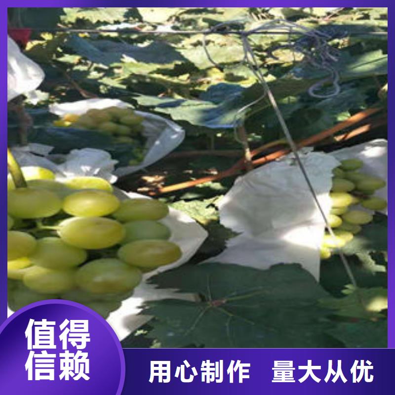 葡萄苗梨树苗快捷的物流配送