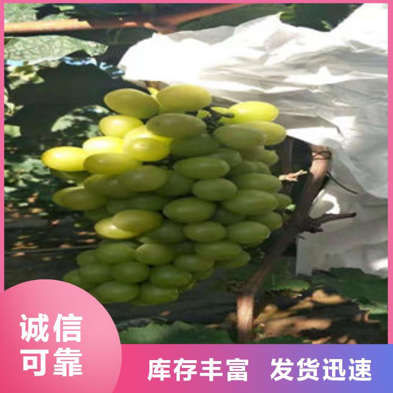 葡萄苗梨树苗快捷的物流配送