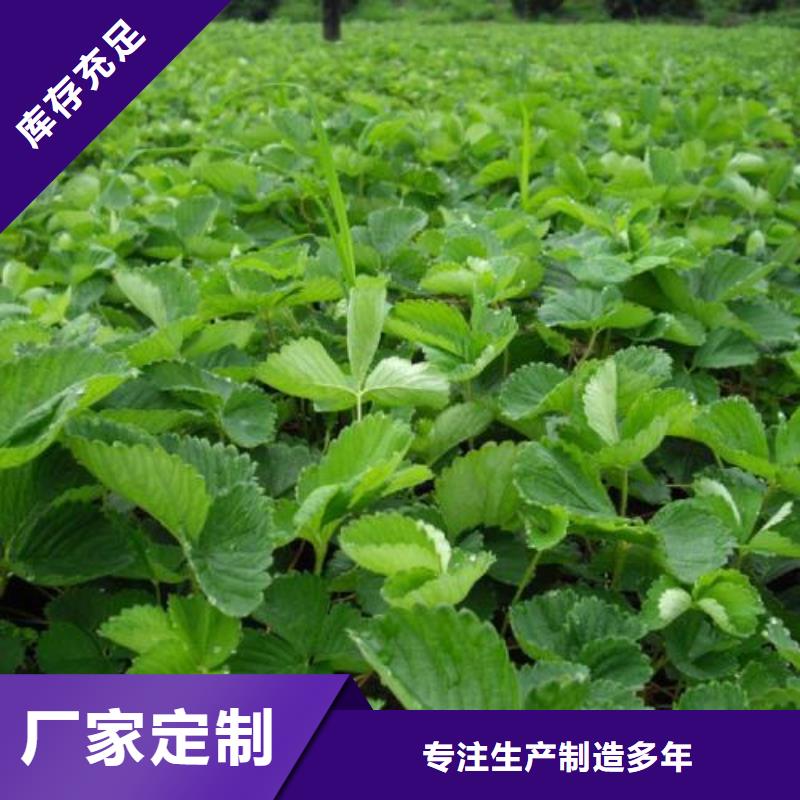 草莓苗-苹果苗自有厂家