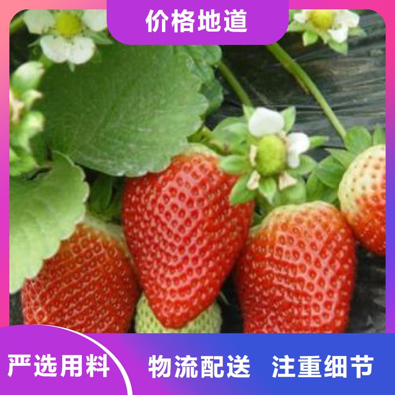 【草莓苗】-梨树苗细节决定成败