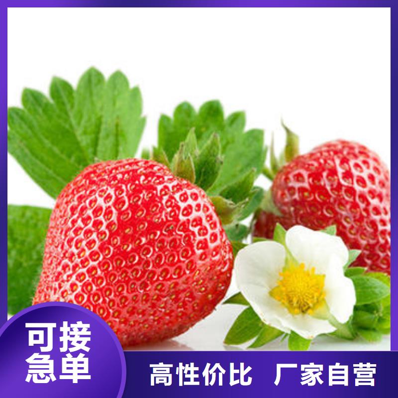 【草莓苗】-梨树苗细节决定成败