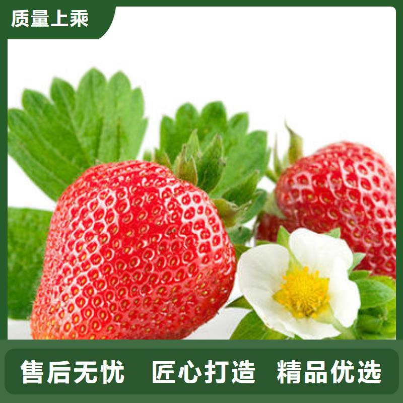 草莓苗花椒苗定制不额外收费
