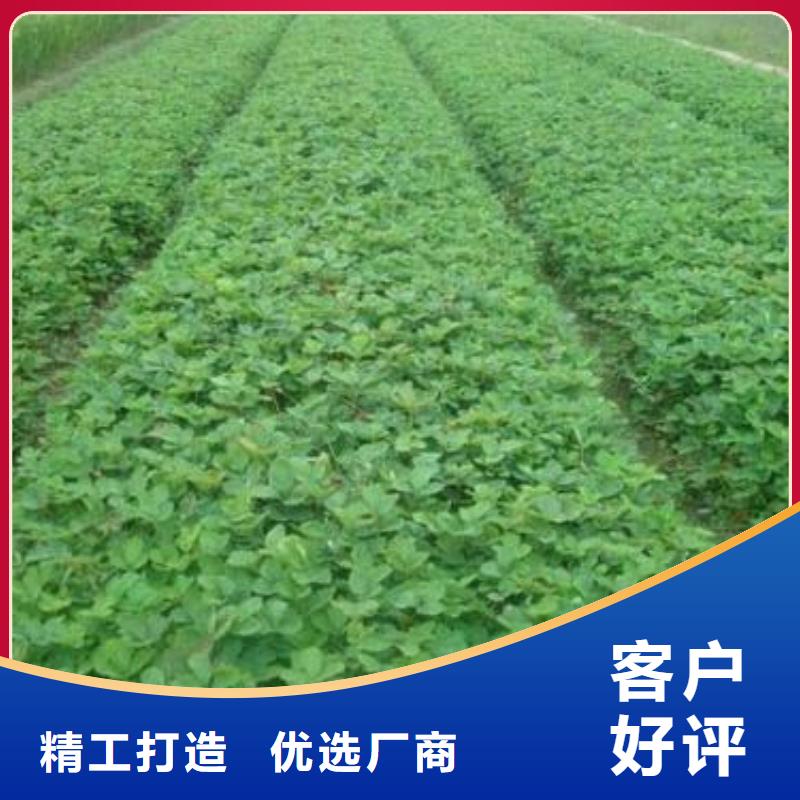【草莓苗】-梨树苗细节决定成败