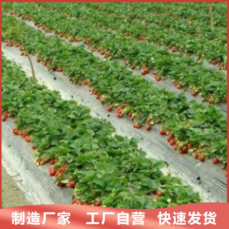 草莓苗-苹果苗自有厂家