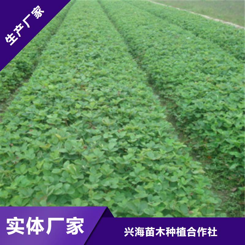 草莓苗,梨树苗支持定制贴心售后