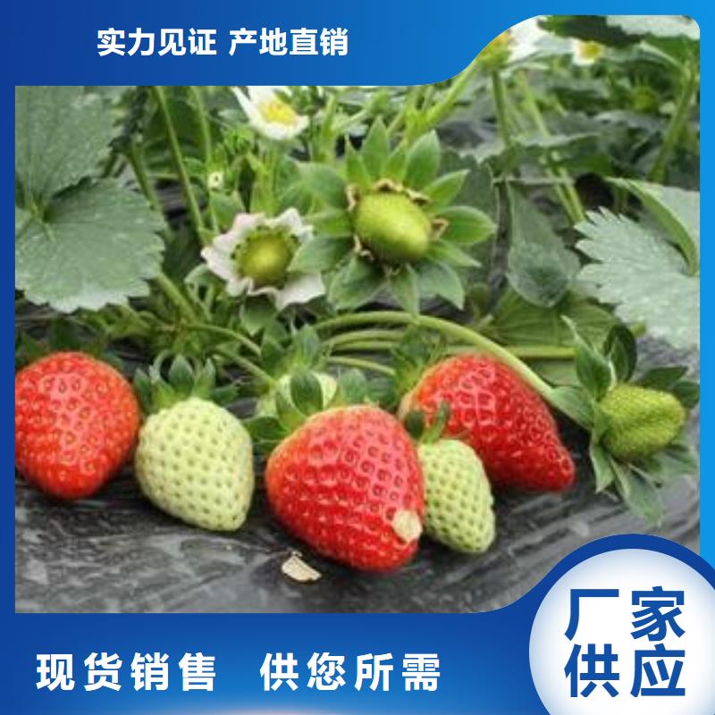 草莓苗花椒苗定制不额外收费