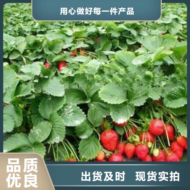 草莓苗【核桃苗】商家