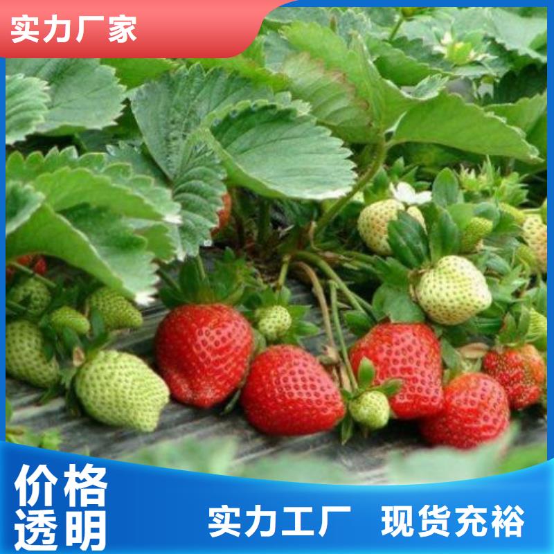 草莓苗【核桃苗】商家