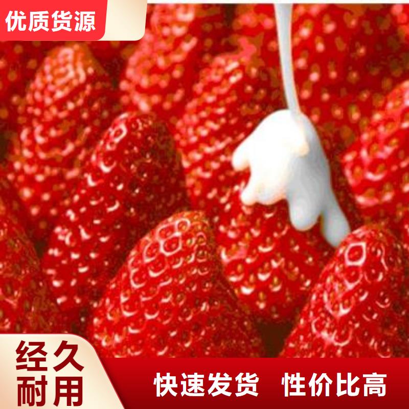 草莓苗【核桃苗】商家