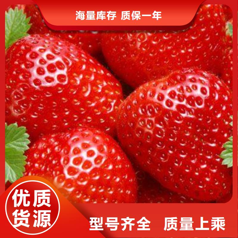 草莓苗【核桃苗】商家