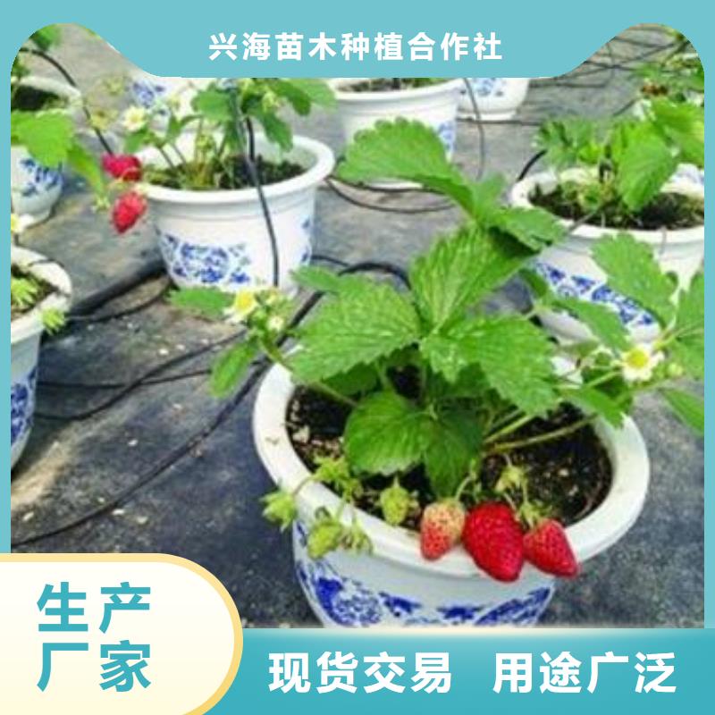 草莓苗【核桃苗】商家