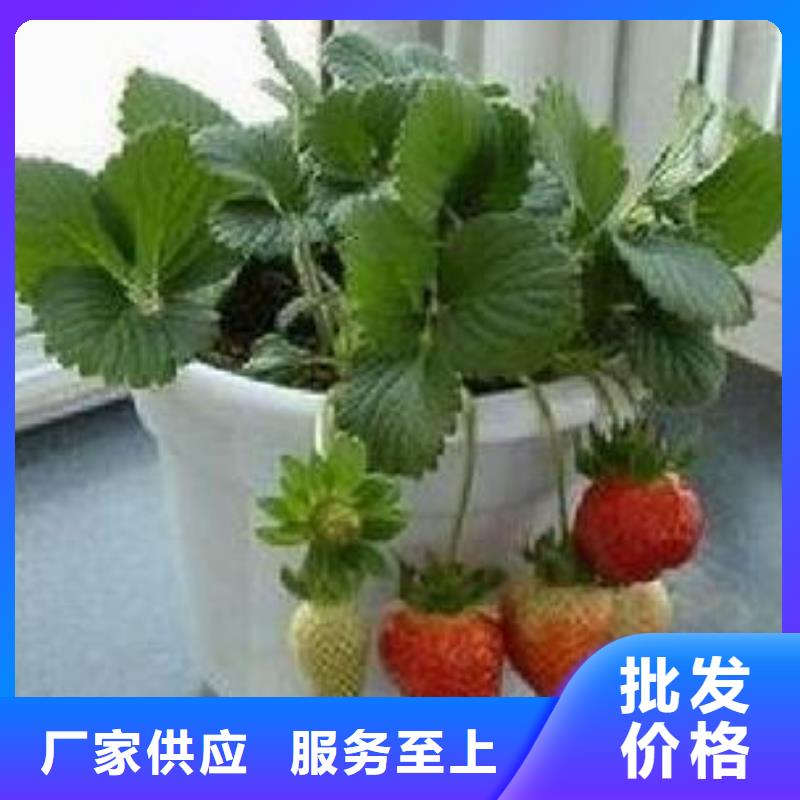 草莓苗【核桃苗】商家