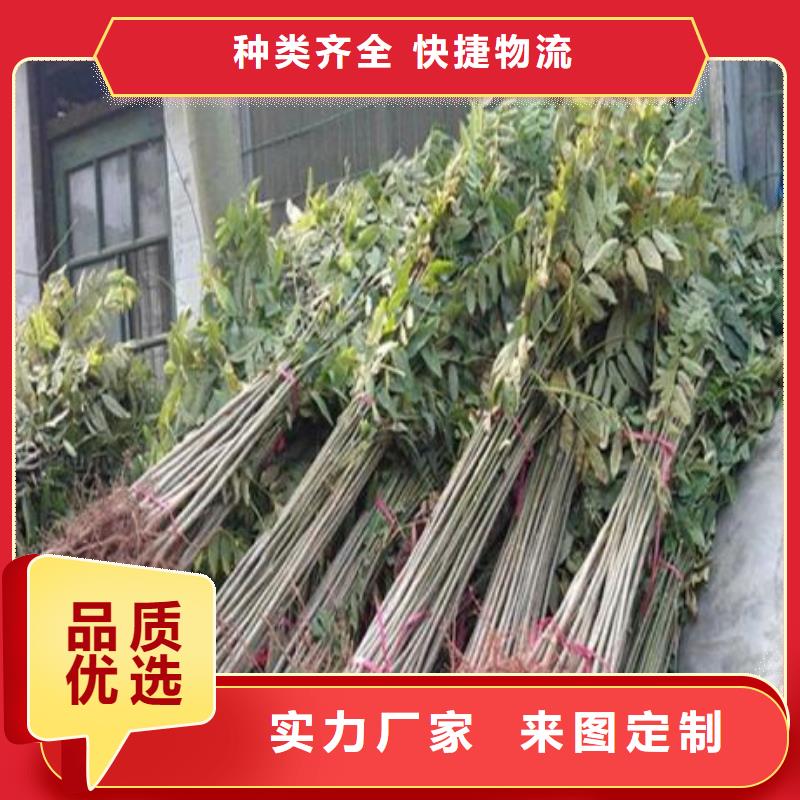 香椿苗,核桃苗专业设计