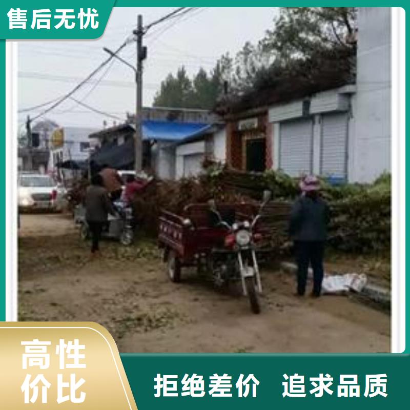 香椿苗花椒苗用心制作