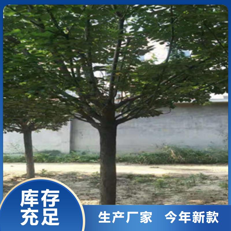 樱花蓝莓苗供您所需