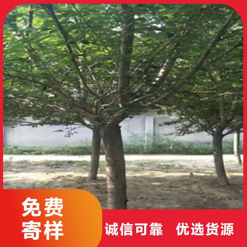 樱花_樱桃苗本地配送
