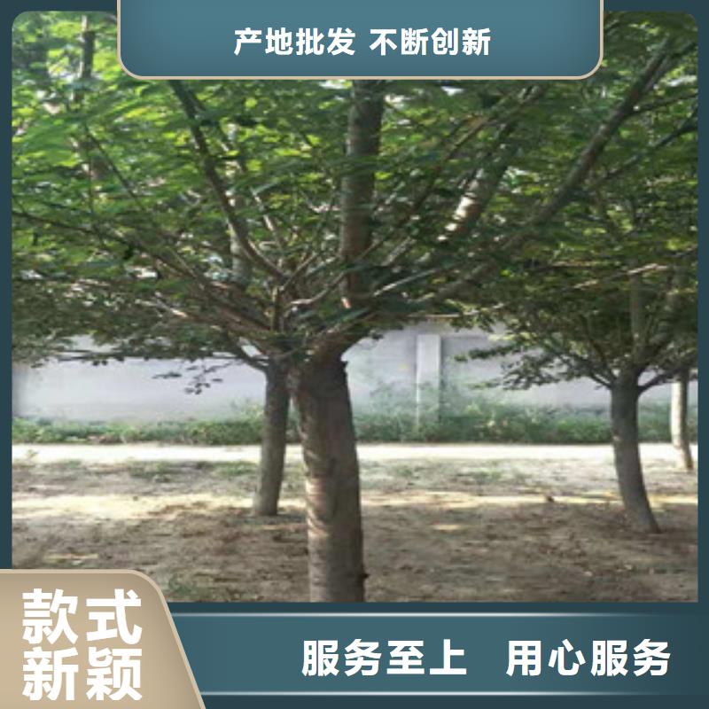 樱花蓝莓苗精益求精