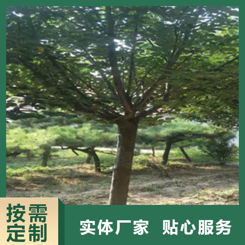 樱花_泰山景松造型景松海量库存