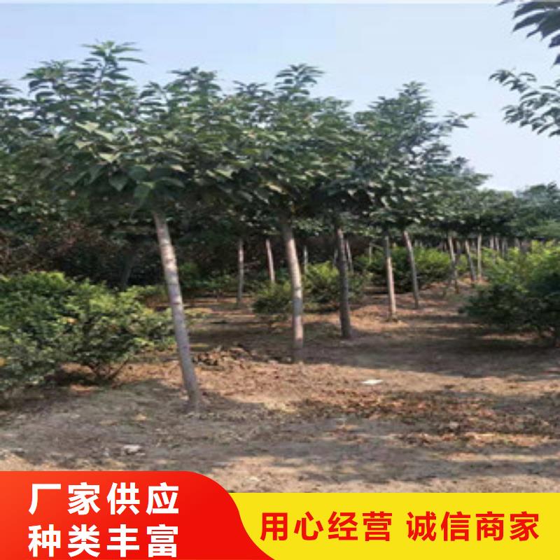 樱花_樱桃苗本地配送