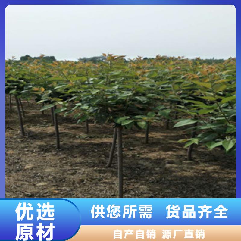 樱花樱桃苗本地配送