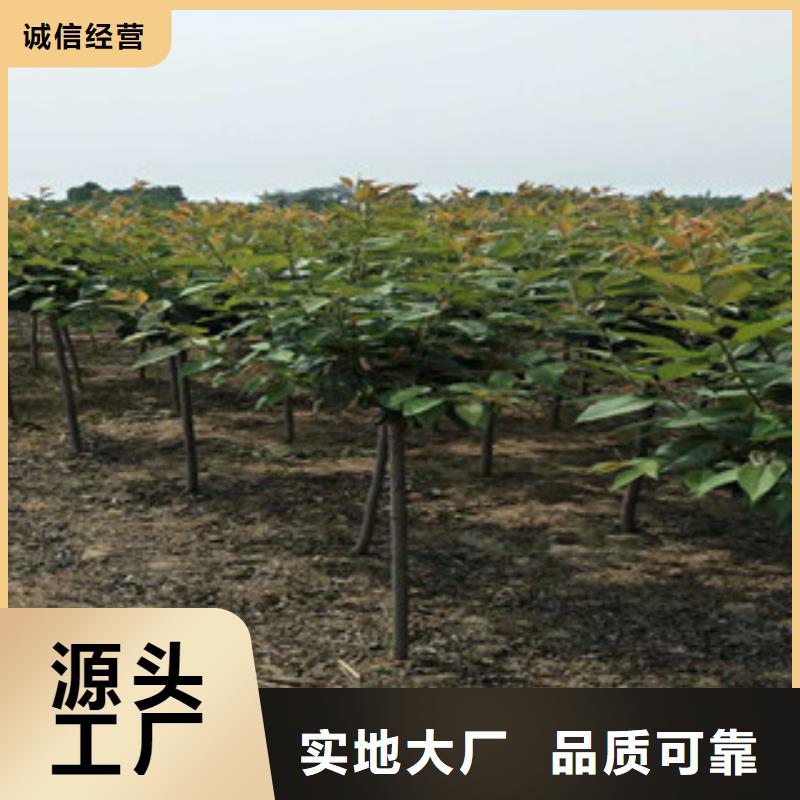 樱花蓝莓苗精益求精