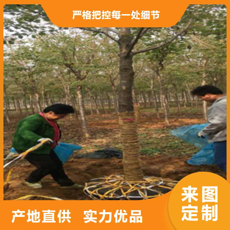 樱花_泰山景松造型景松按需定制真材实料