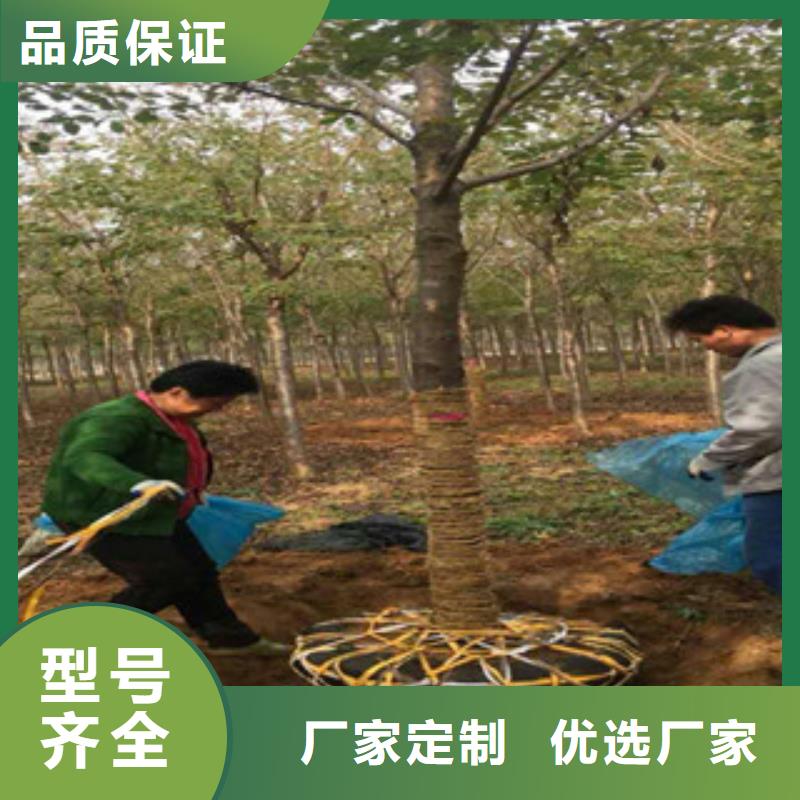 樱花_绿化树绿化工程可定制