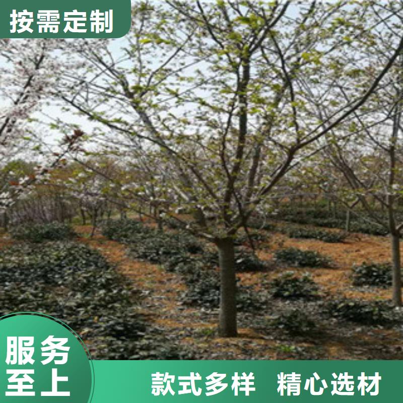 樱花_樱桃苗自主研发