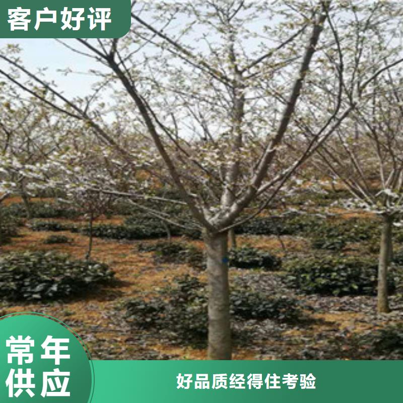 樱花_泰山景松造型景松海量库存