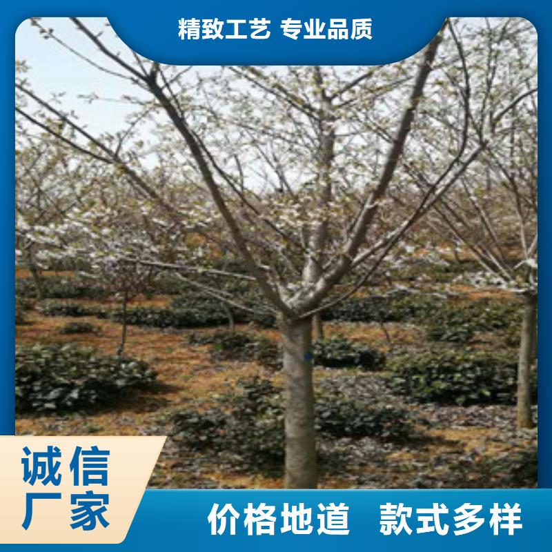 樱花碧桃多年经验值得信赖