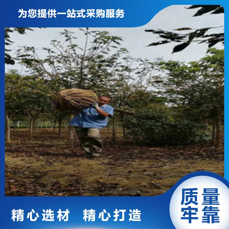 【樱花】国槐多种场景适用