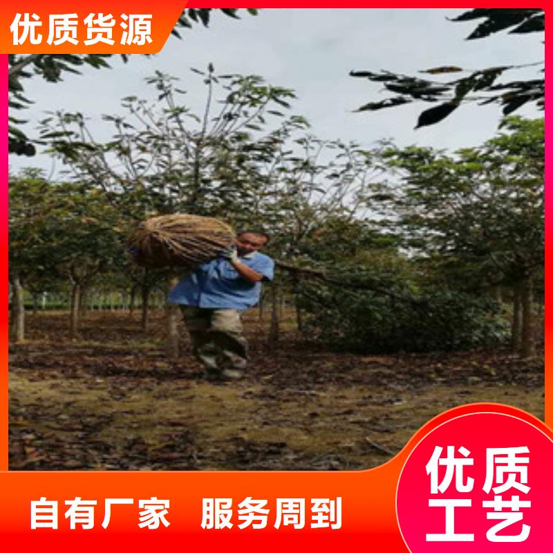樱花泰山景松造型景松匠心品质