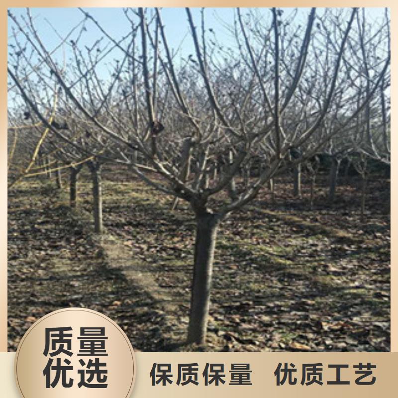 樱桃苗正家【 樱花,蓝莓苗诚信为本】