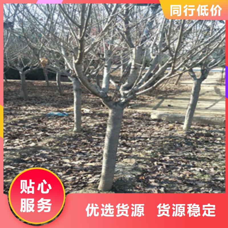 樱花_核桃苗樱花苗长果桑树苗源头厂商